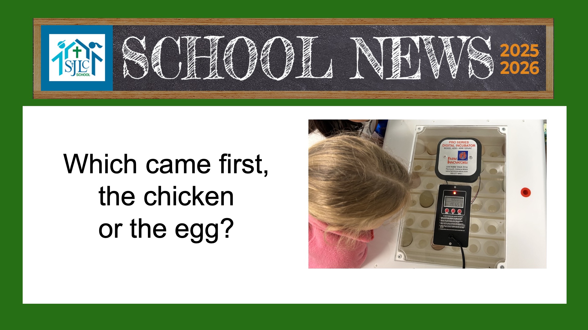 baby chicks